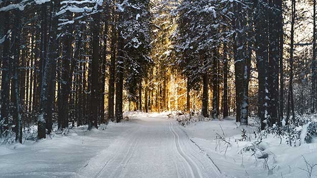 Skog med snø og sol